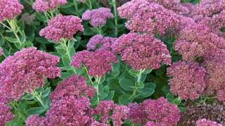 How to Grow Sedum [upl. by Namzed]