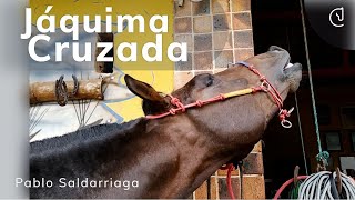 ⚡ JÁQUIMA CRUZADA 🐴 Pablo Saldarriga  Entrenamiento de caballos [upl. by Ahserkal44]