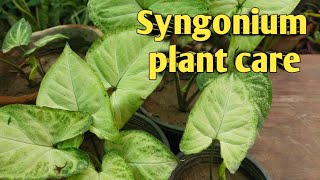 Syngonium plant careHow to care arrowhead plantSyngonium [upl. by Gnauq]