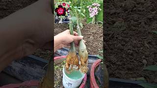 How to Repot Adenium 🌸 adenium adeniumbonsai repotting shorts [upl. by Llewsor]