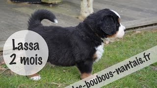 Bébé chiot bouvier bernois 2 mois [upl. by Oiled]