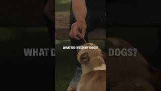 What does Cesar Millan feed his dogs [upl. by Neelav935]