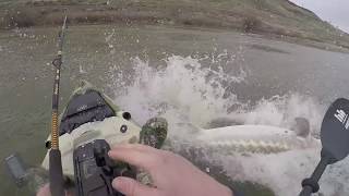 Monster 8ft Sturgeon nearly sinks kayak [upl. by Anelegna]