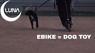 Ebike is worlds greatest Dog Toy [upl. by Jankey]