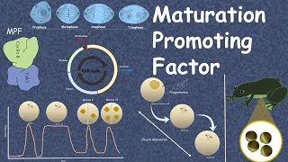 Maturation Promoting Factor  Mitotic cyclin discovery and function [upl. by Dilisio]