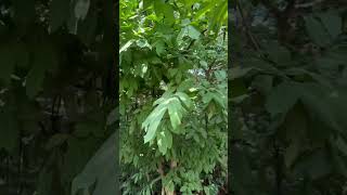 Wrightia tinctoria a medicinal tree of Odisha used [upl. by Eldwin962]