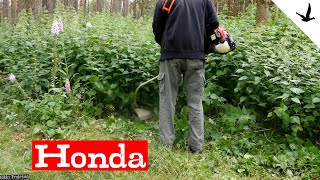 Freischneider 4 Takt UMS 425 von Honda im Test🚩Ausführliche Vorstellung  Faden wechseln [upl. by Mcneil272]