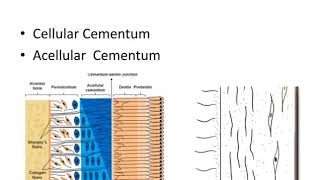 Dental anatomy Cementum [upl. by Latsyrc925]