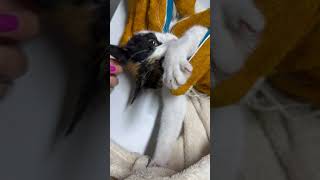 Calico cat bites until the last second while anesthesia takes effect💉 [upl. by Mckay]