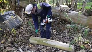 INPUTS eucalyptus coppice electric chainsaw renewable firewood [upl. by Chloris]