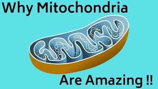 Mitochondria Function [upl. by Tamer56]