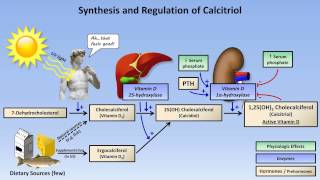 Calcium and Phosphate Metabolism [upl. by Kcirederf169]