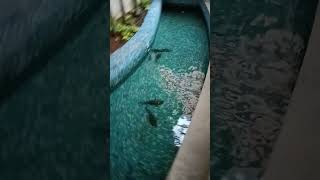 Fishes in bangalore capgemini office [upl. by Luckin]