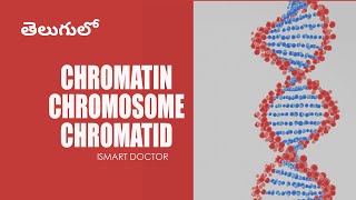 Chromatin Chromosome Chromatid in Telugu  Cell Biology [upl. by Mazel631]