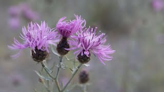 SPOTTED KNAPWEED Centaurea maculosa [upl. by Nryhtak]