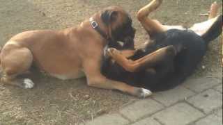 Rottweiler vs Boxer [upl. by Evetta]