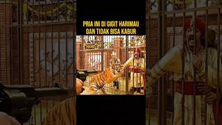 HARIMAU INI NGAMUK DI PAKSA MELAWAN SAUDARA NYA SENDIRI alurceritaflim film [upl. by Salita392]