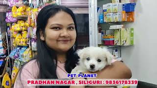 PET PLANET  Siliguris most loved PET CLINIC  24X7 DOCTOR AVAILABLE [upl. by Annahsit]