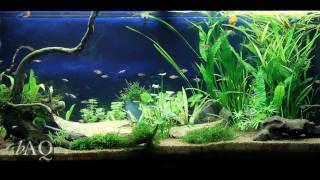 Juwel Rio 240  Planted community tank HD [upl. by Aicul197]