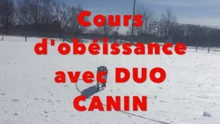 LE RAPPEL avec DUO CANIN  Cours dobéissance [upl. by Nedap]