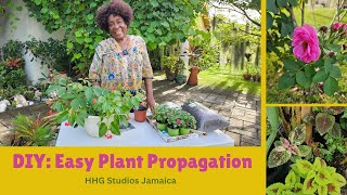 DIY Easy Plant Propagation [upl. by Lelah]