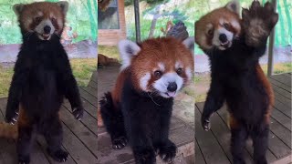 red panda shocked shortvideo [upl. by Adrian]