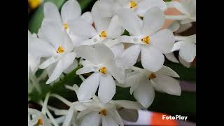 One of my Ascocentrum Orchids in bloom [upl. by Trutko641]