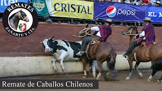 Remate Caballos Raza Chilena 11 Abril 2024 [upl. by Sharity]