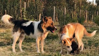 Furry Family in Nature Playtime with a Male Dog Female Dog and Puppydog [upl. by Arrakat]