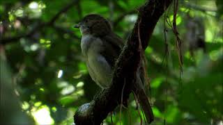 Australia Birding Tropical North Queensland [upl. by Werdna]