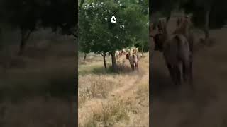 Cowdog Charlie Driving Yearling Cattle [upl. by Notsa]