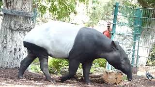 Schabraktapir Malayan tapir at Copenhagen Zoo Tapiru sindicus Zoologisk Have København [upl. by Buderus310]