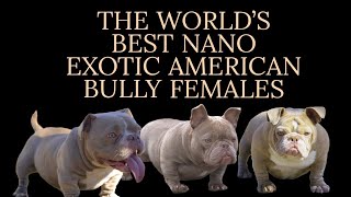 3 OF THE WORLDS BEST NANO EXOTIC AMERICAN BULLY FEMALES [upl. by Braswell]