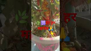 जय तुलसी माता🙏like shots subscribe shortvideos shortsfeed [upl. by Yatnoed]