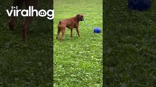 Boxer Dog Swings Ball Around  ViralHog [upl. by Girand656]