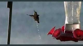 Humming bird flys and pees 600 framessec slow motion [upl. by Weisburgh]