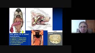 amp Anatomía topográfica veterinaria UCC Regiones de la cabeza Parte 3 [upl. by Viki]