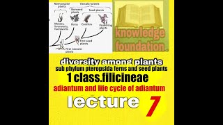 subphylum pteropsidaclass filicineaeadiantumlife cycle of adiantumdiversity among plants [upl. by Clabo]