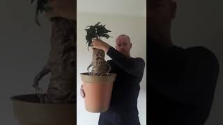 Harry potter mandrake puppet [upl. by Onailil]