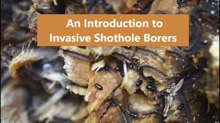 Introduction to Invasive Shothole Borers [upl. by Doreg]