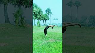 Roundoff front flip amp Backhand spring 😨😱  Back handspring ka video  trendingshorts flips shorts [upl. by Elleahcim245]