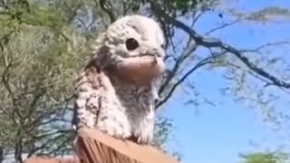 125 Potoo bird sounds [upl. by Brenda7]