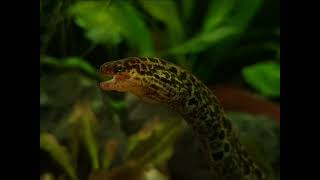 Gymnothorax polyuranodon  Freshwater moray  Tiger moray  Süßwassermuräne xenoaquaria [upl. by Maletta]