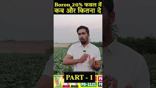 Boron 20 फसल में कब कैसे और कितना दे प्रति एकड़  When how much to give Boron 20 per acre in crop [upl. by Idolah]