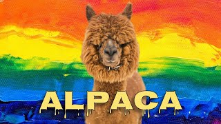 Alpaca sound [upl. by Ahgiel]