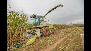 Ensilage de maïs  Claas jaguar 695 Mega 6 rangs ↓↓↓ [upl. by Treiber]