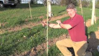 Pruning grape vines in Minnesota [upl. by Rasaec]