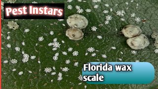 Florida wax scaleCeroplastes floridensisSoft scaleInstarsInteresting factsInsectLife on earth [upl. by Vasya]