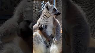 1 Day Old Baby Ringtailed Lemur [upl. by Skippie]