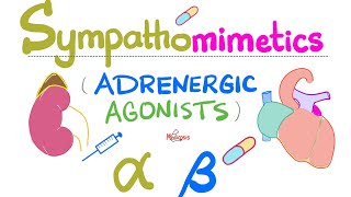 Sympathomimetics Adrenergic Agonists—Epinephrine Norepinephrine  Alpha amp Beta Receptors [upl. by Leopold]